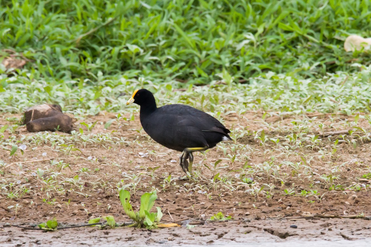 White-winged Coot - ML620900620