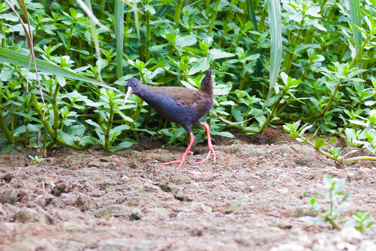 Plumbeous Rail - Fábio HALLAIS