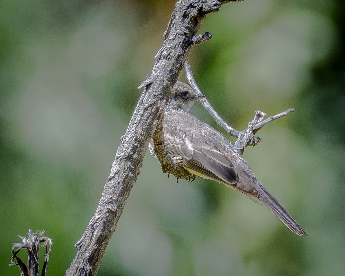 Vermilion Flycatcher - ML620900631