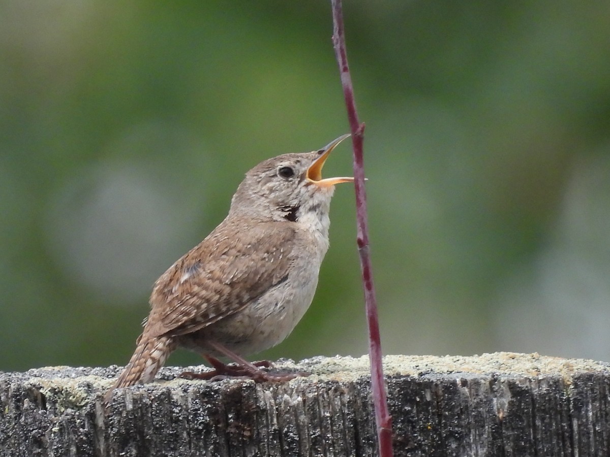 House Wren - Paul Graham