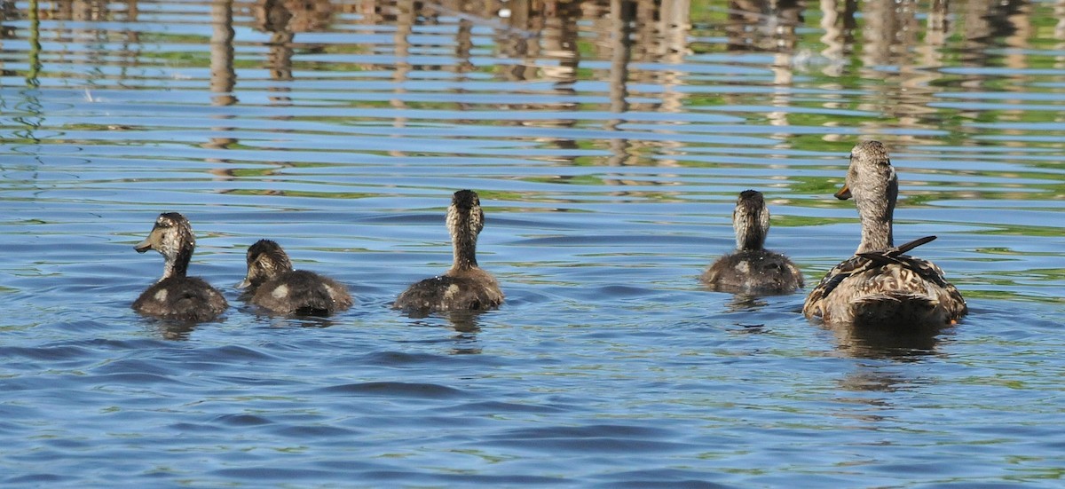 Mallard - ML620900636