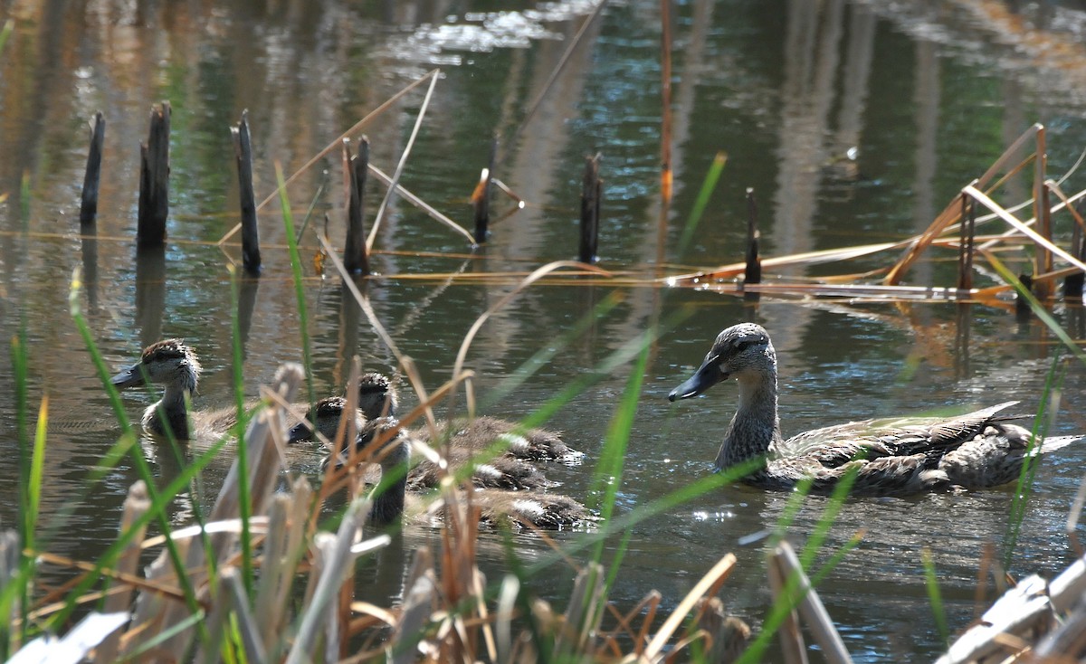 Canard colvert - ML620900640