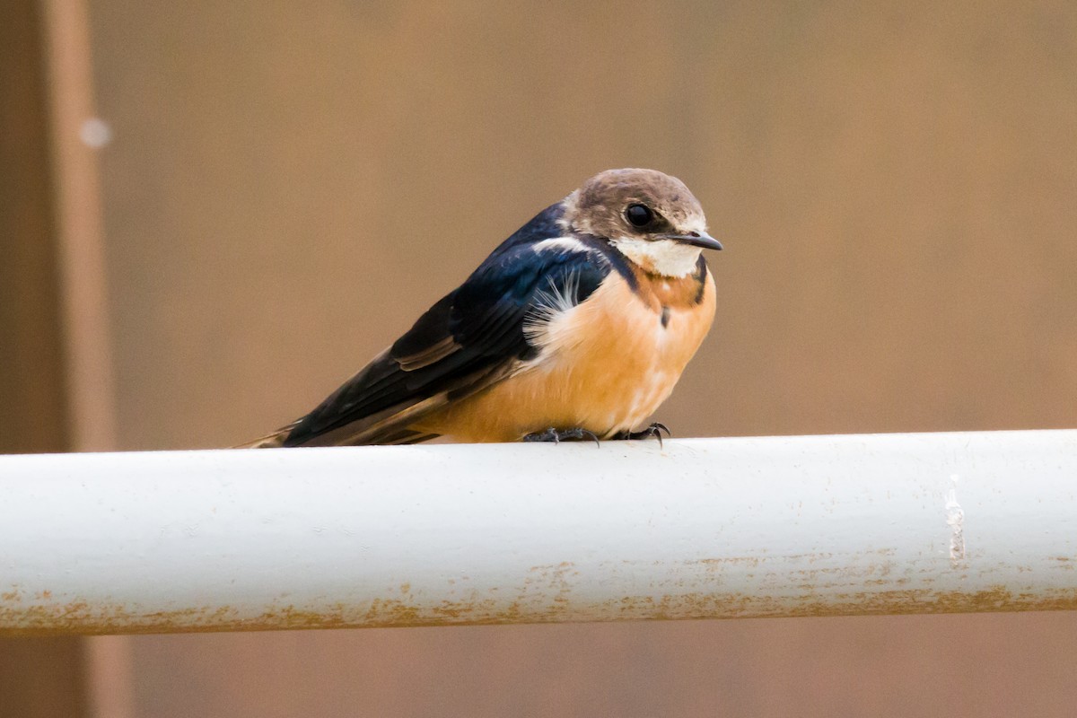 Barn Swallow - ML620900642