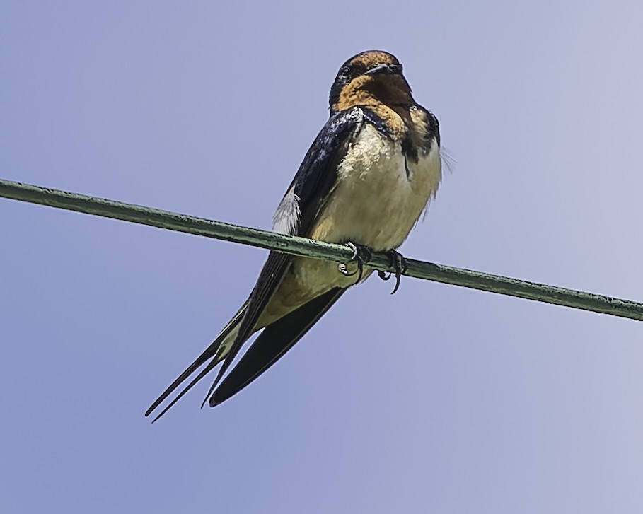 Barn Swallow - ML620900661