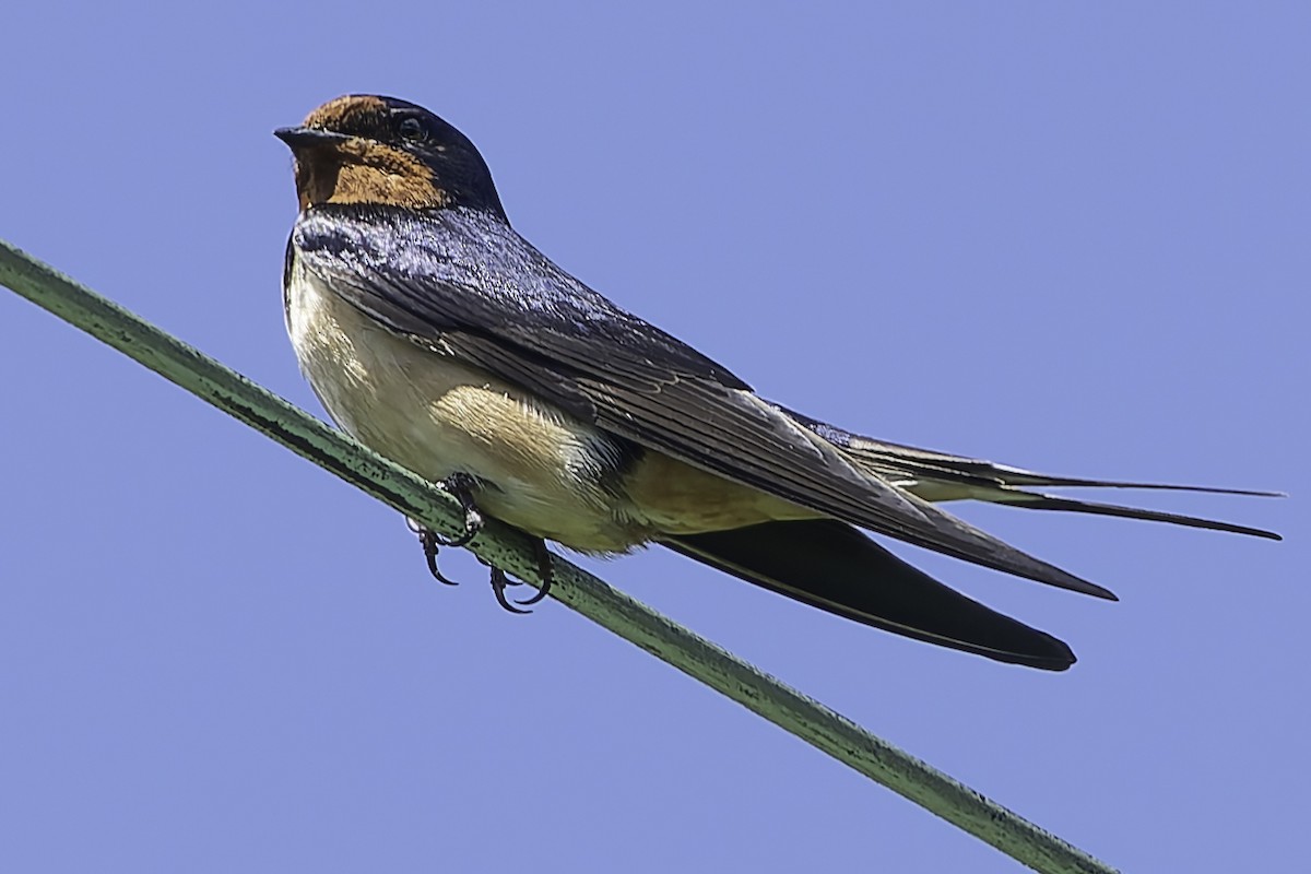 Barn Swallow - ML620900662