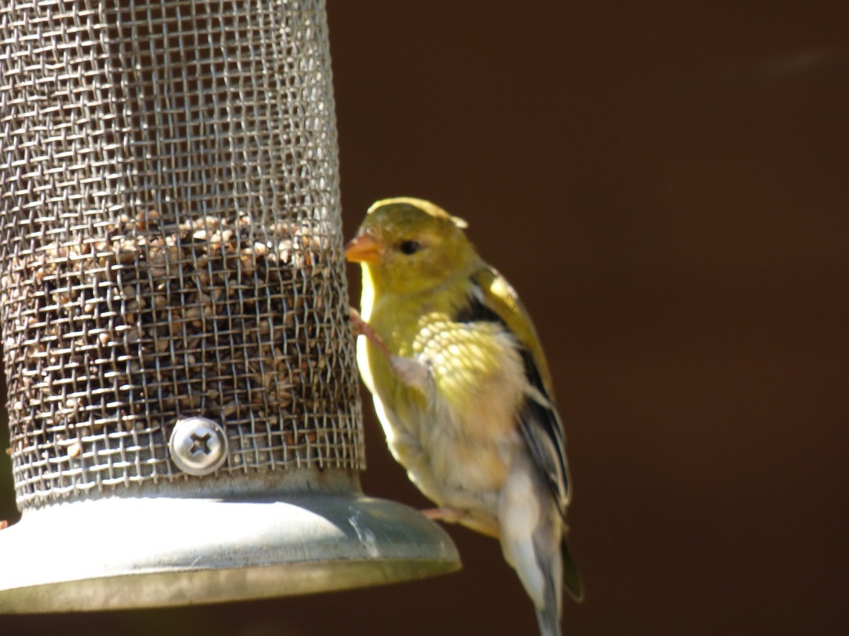 American Goldfinch - ML620900663