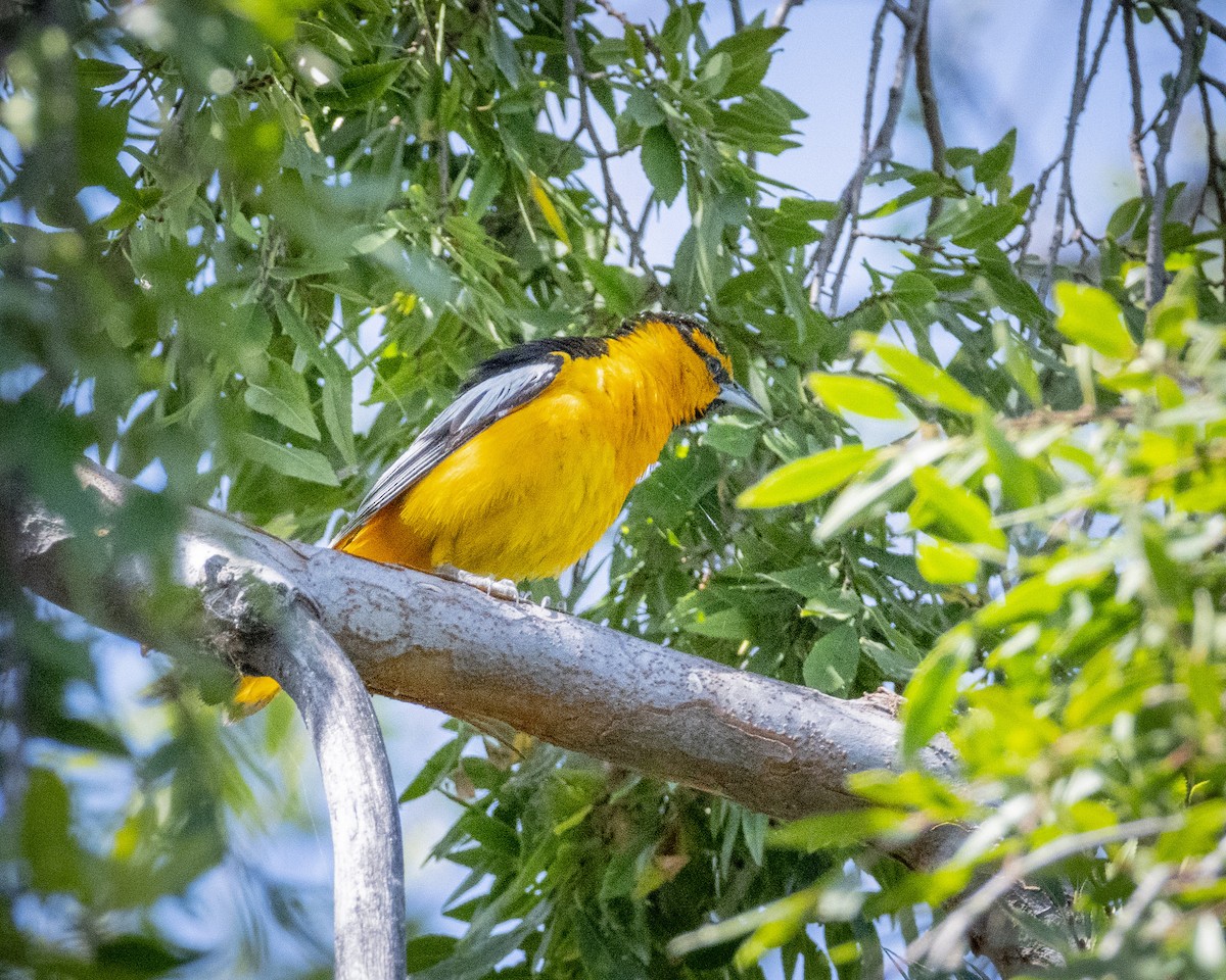 Bullock's Oriole - ML620900664