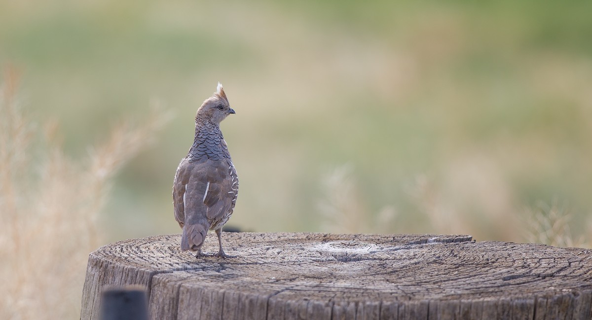 Scaled Quail - ML620900666