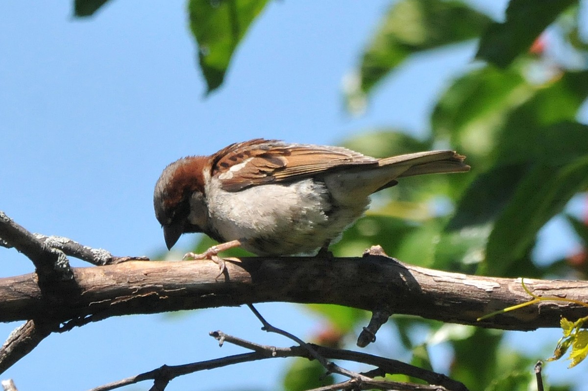 House Sparrow - ML620900667