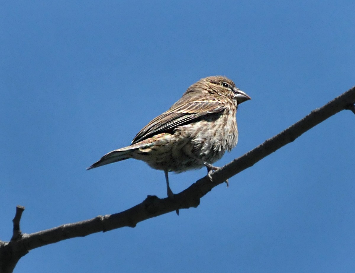 House Finch - ML620900668