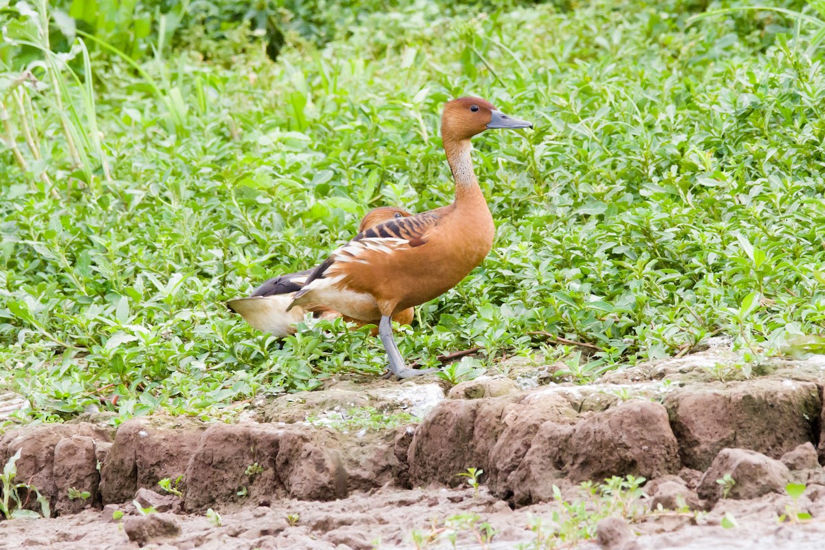 Fulvous Whistling-Duck - ML620900675