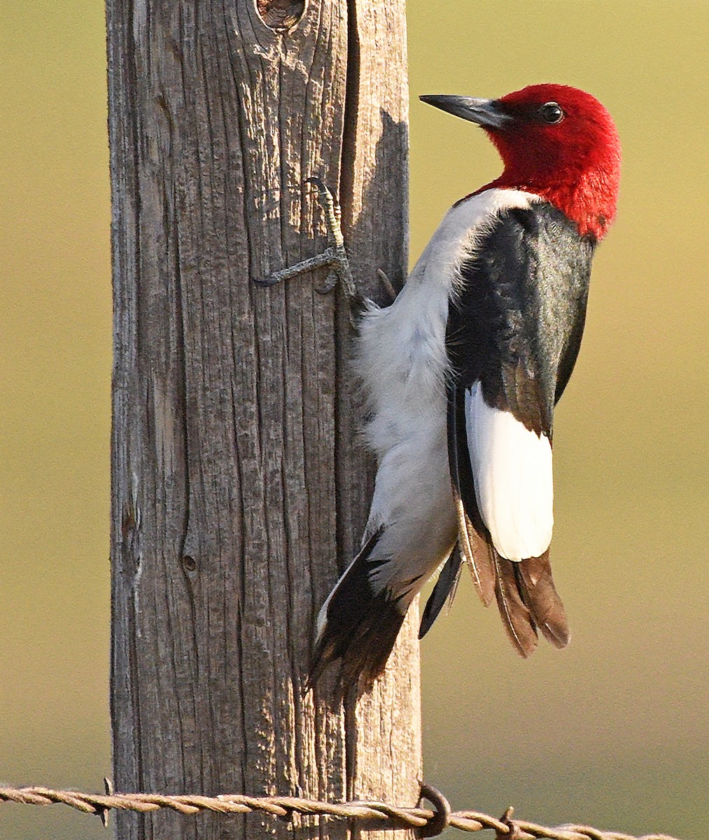 Red-headed Woodpecker - ML620900677