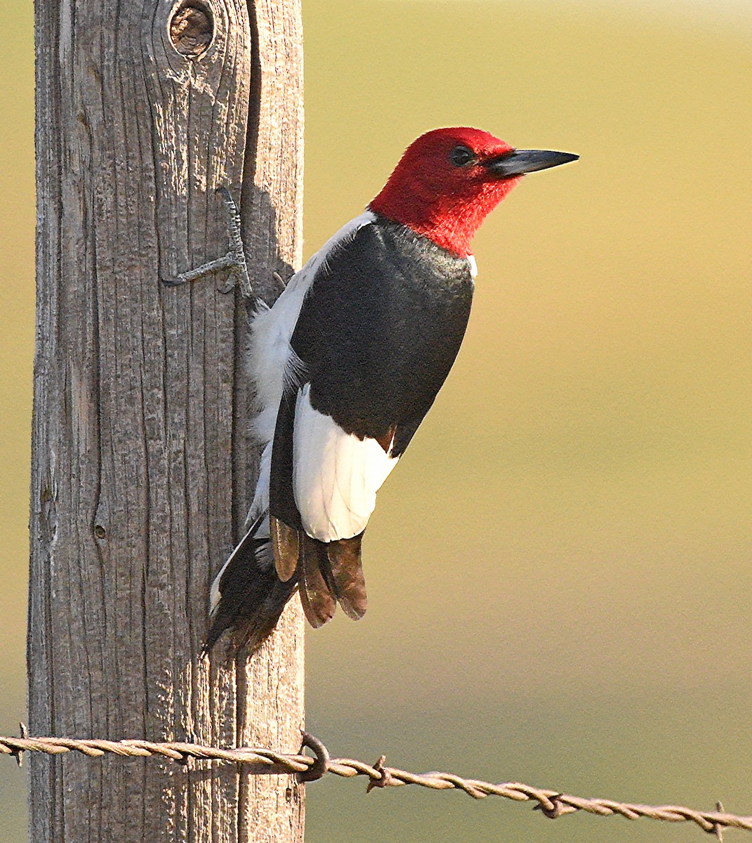 Red-headed Woodpecker - ML620900678