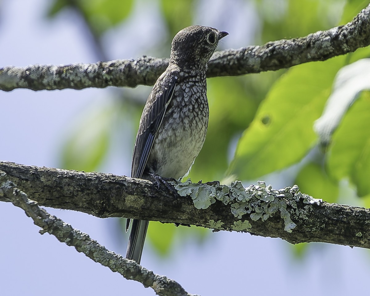 Eastern Bluebird - ML620900680