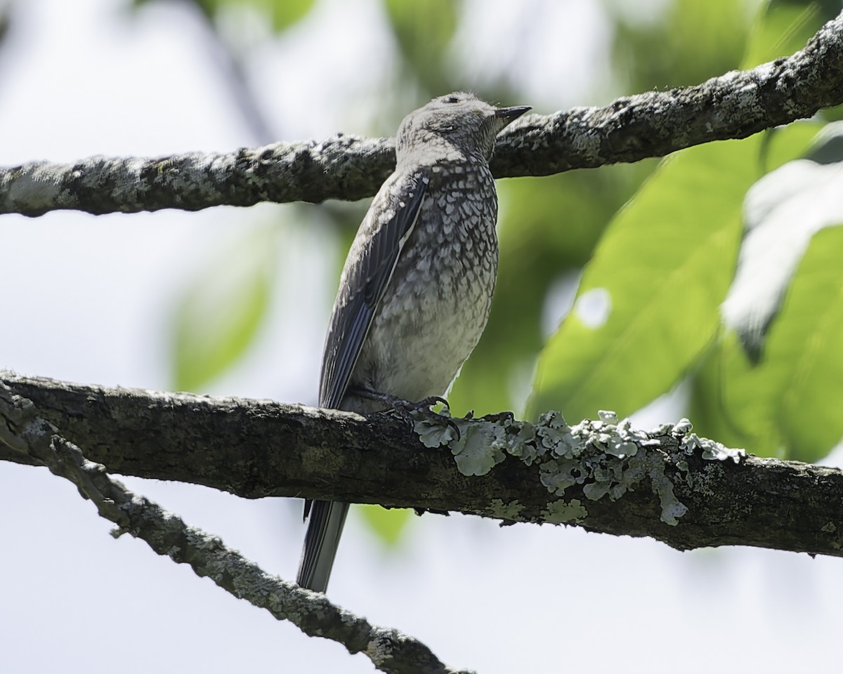 Eastern Bluebird - ML620900681