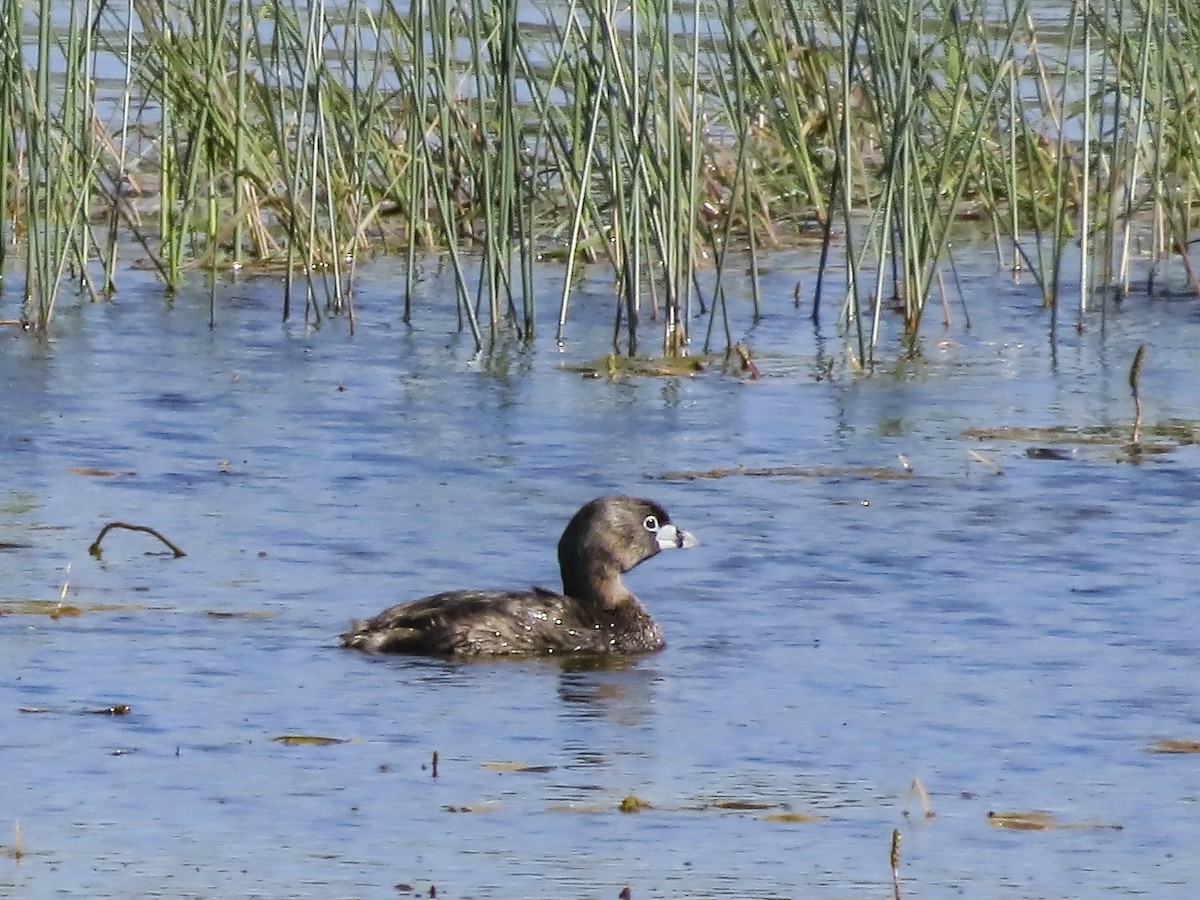 Pied-billed Grebe - ML620900685