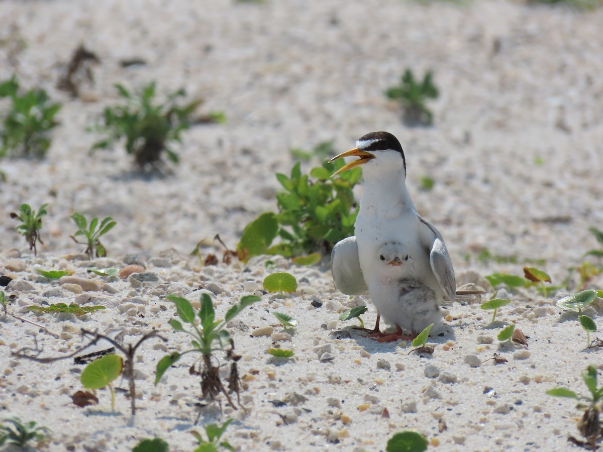 Least Tern - ML620900686