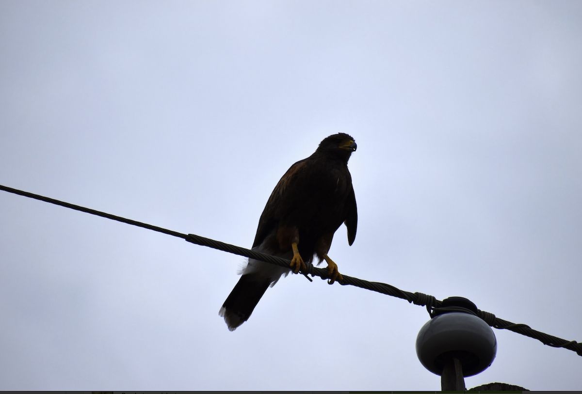 Harris's Hawk - ML620900687