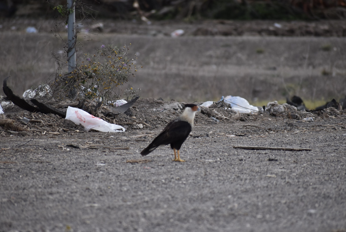 Caracara huppé (cheriway) - ML620900691