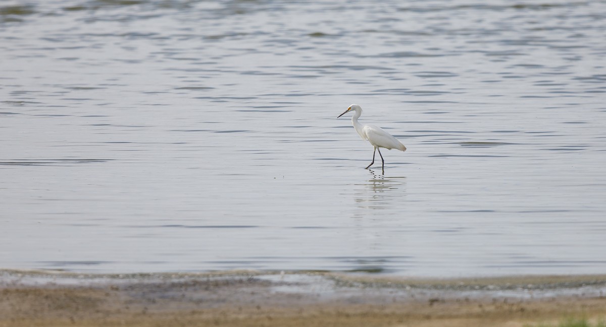 Snowy Egret - ML620900692