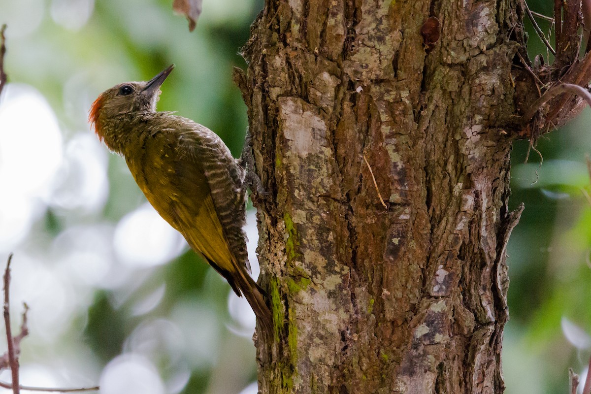 Little Woodpecker - ML620900693