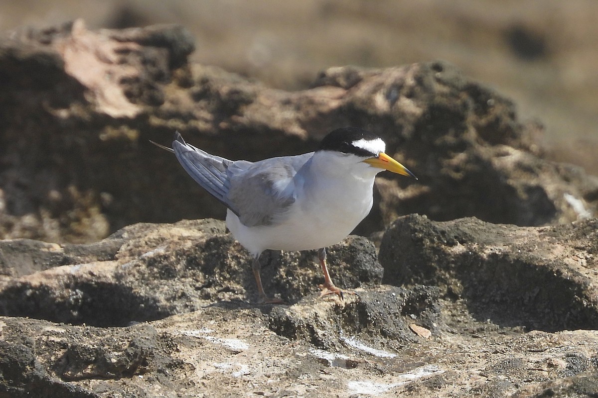 Least Tern - ML620900694