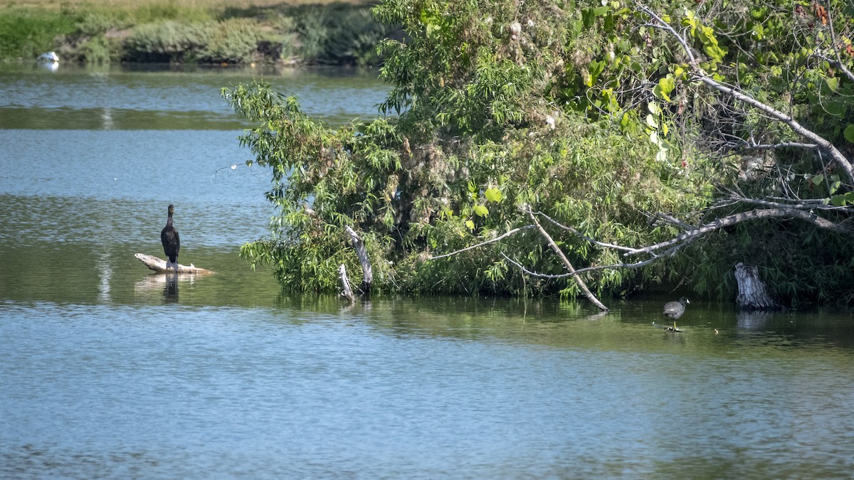 Double-crested Cormorant - ML620900697