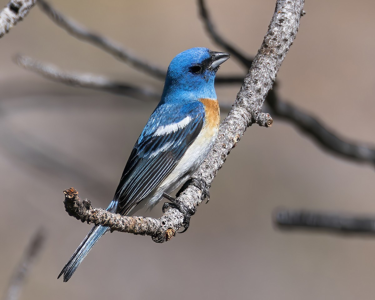 Lazuli Bunting - ML620900700