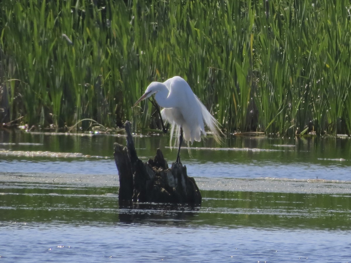 Great Egret - ML620900703