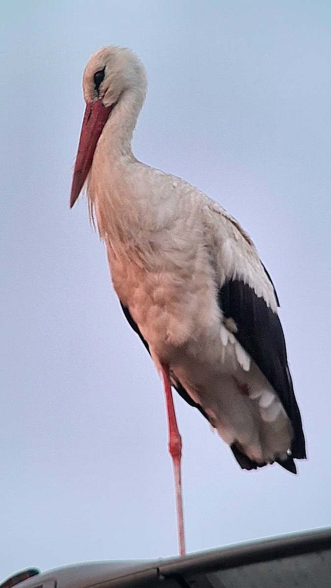White Stork - ML620900706