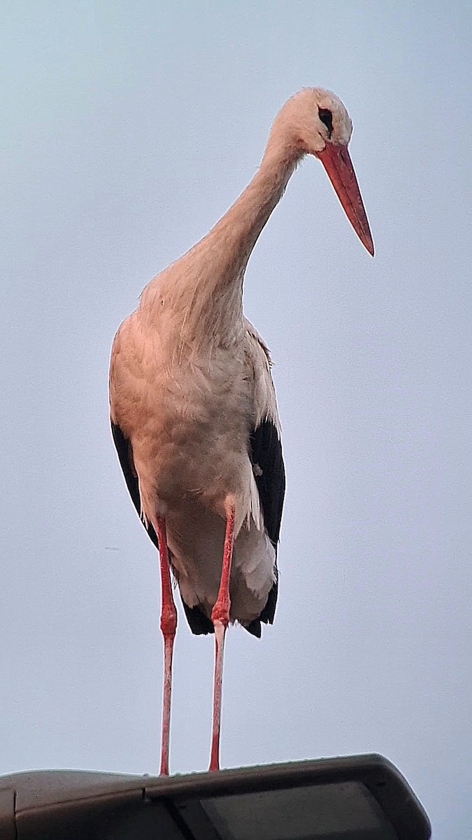 White Stork - ML620900707