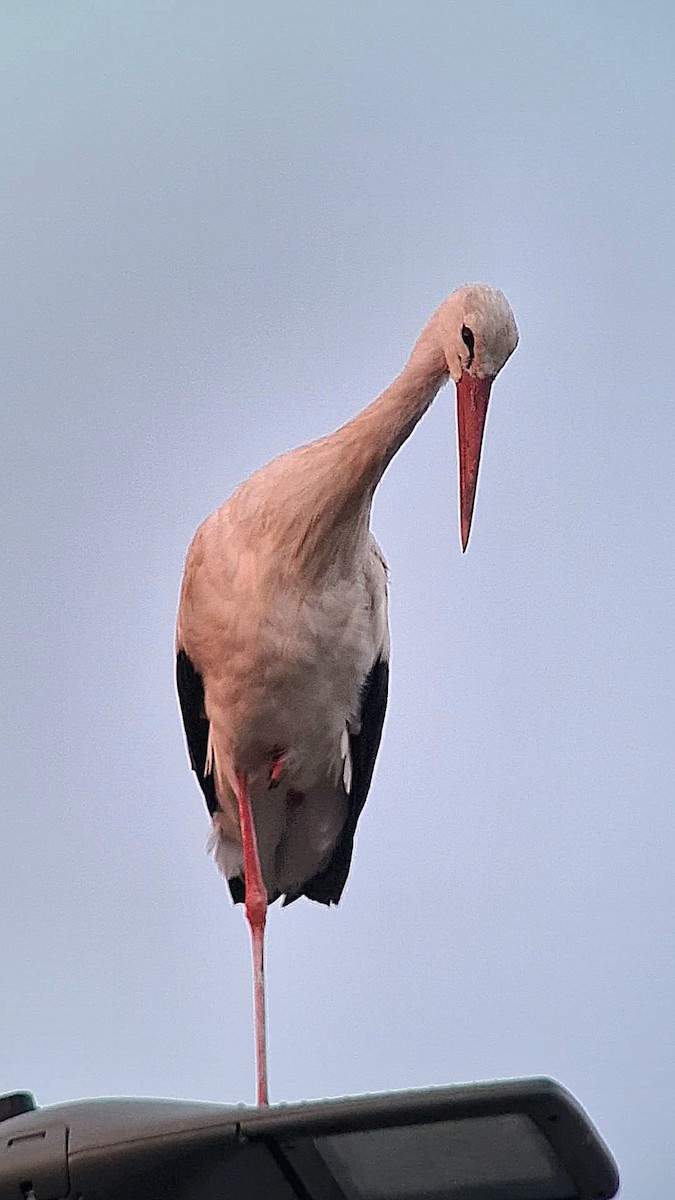 White Stork - ML620900708