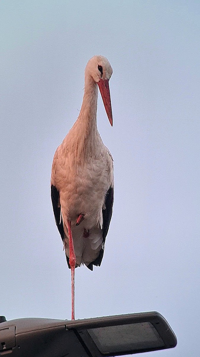 White Stork - ML620900709