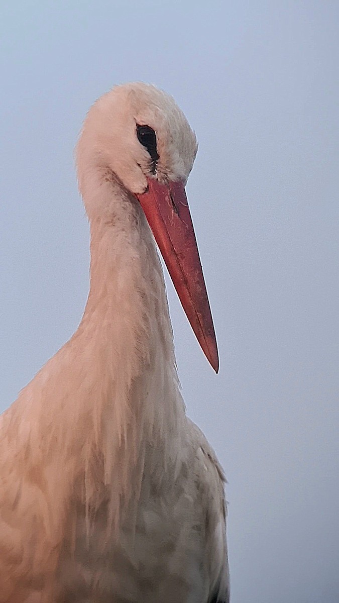 White Stork - ML620900710