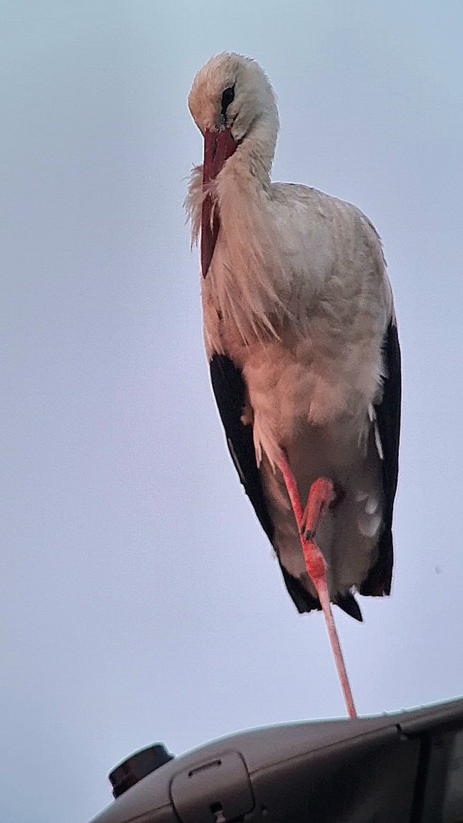 White Stork - ML620900711