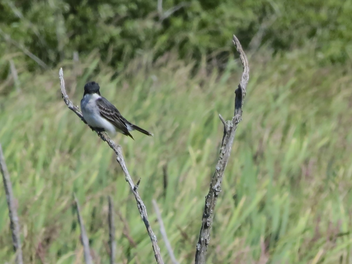 Eastern Kingbird - ML620900712