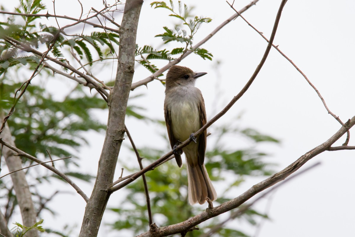 Brown-crested Flycatcher - ML620900714