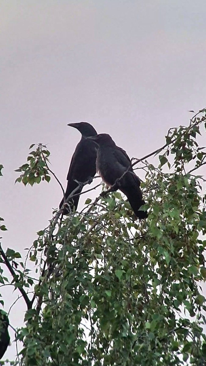 Carrion Crow - ML620900716