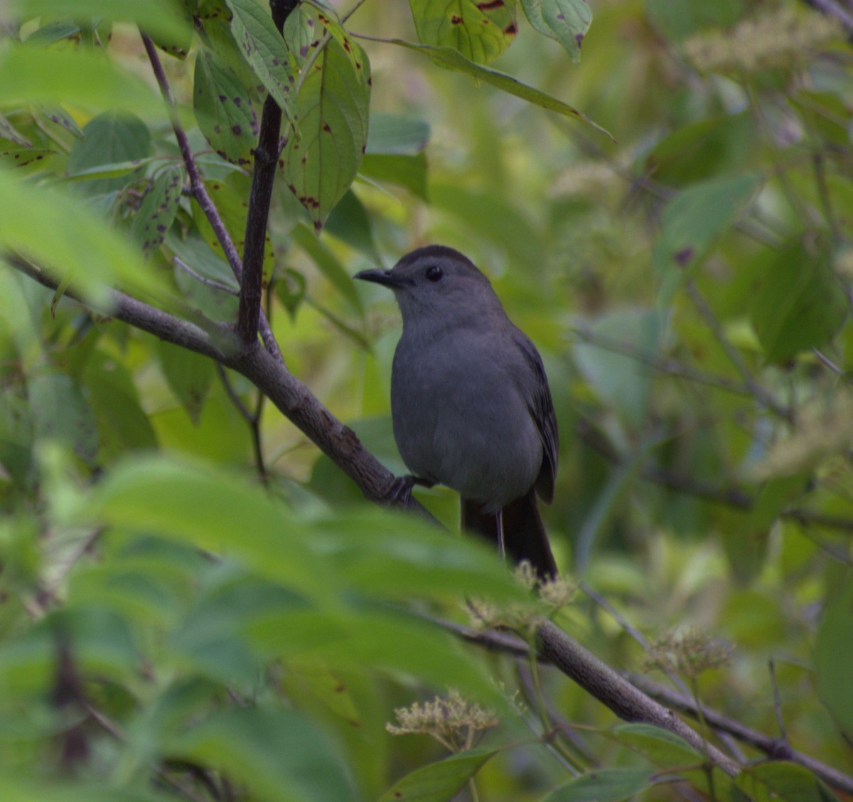 Pájaro Gato Gris - ML620900717