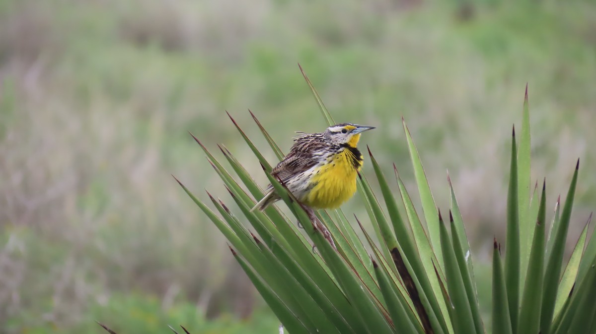 Eastern Meadowlark - ML620900720