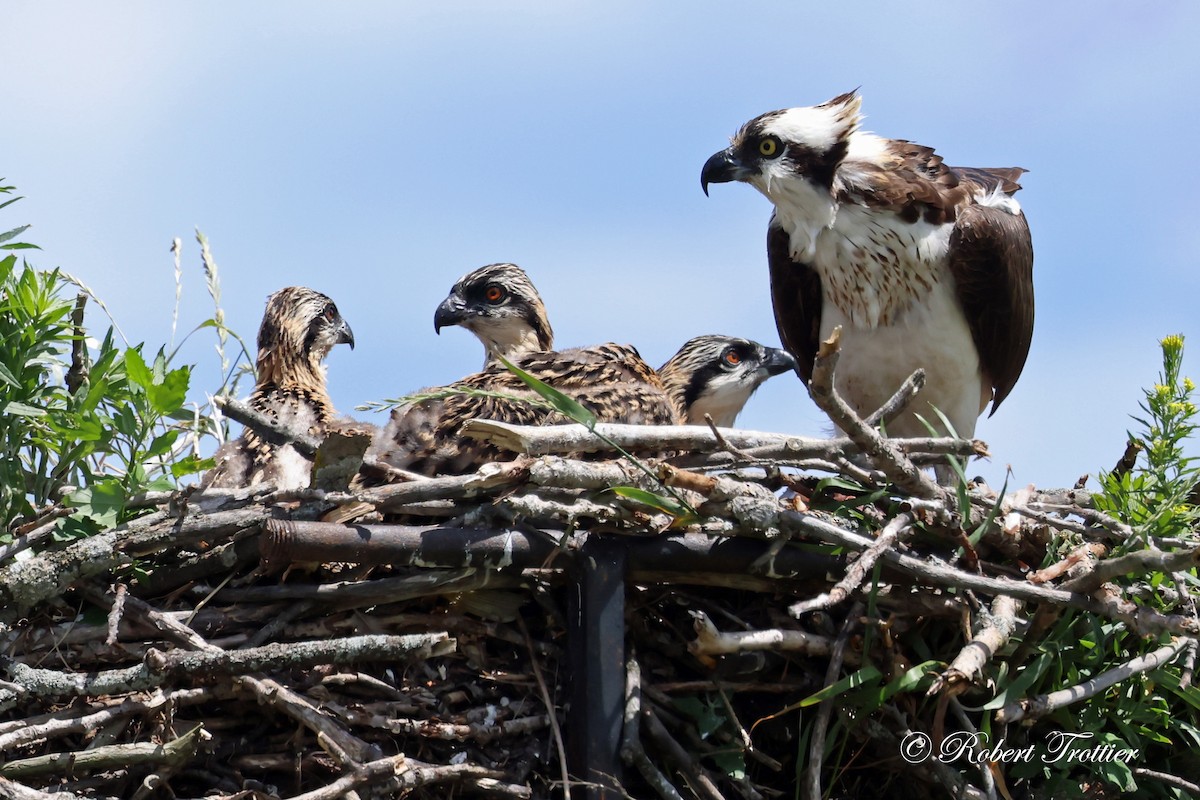 Osprey - ML620900737