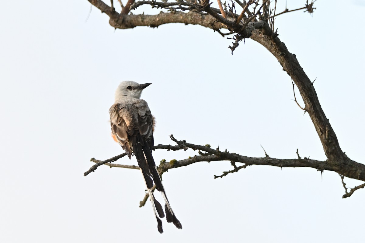 Scherenschwanz-Königstyrann - ML620900739