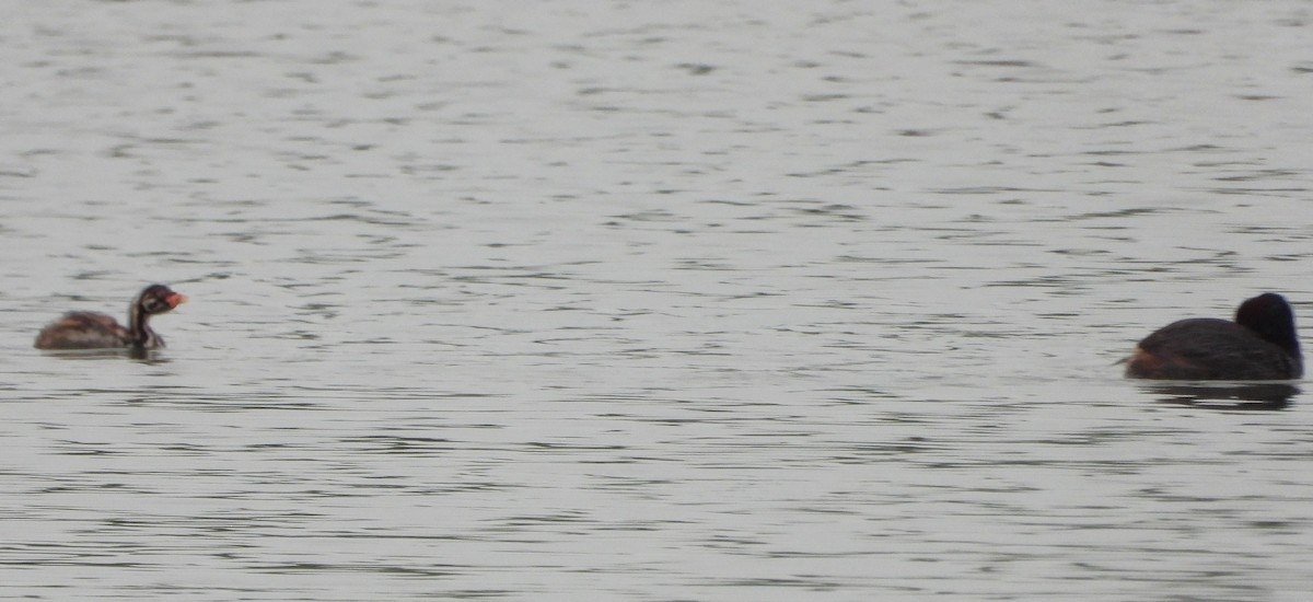 Little Grebe (Little) - ML620900748