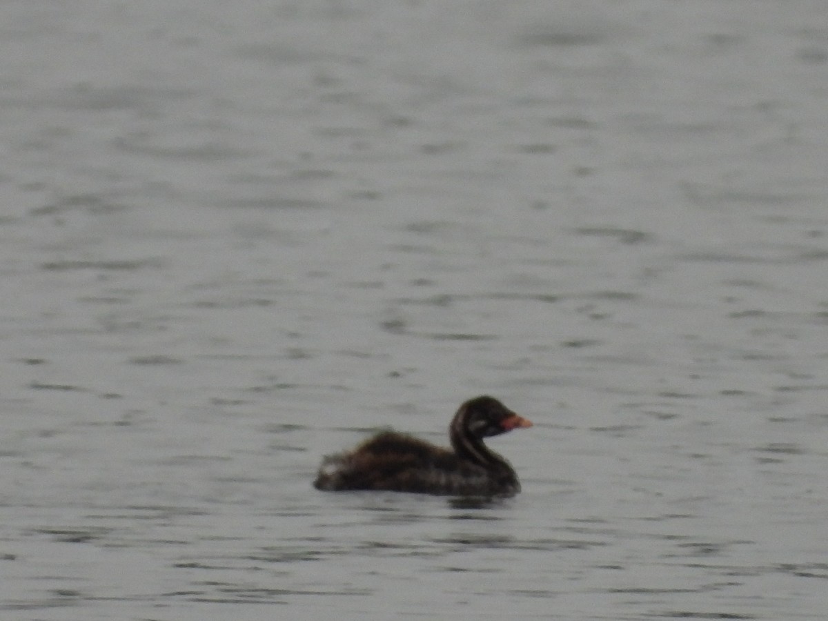 Little Grebe (Little) - Eric Haskell