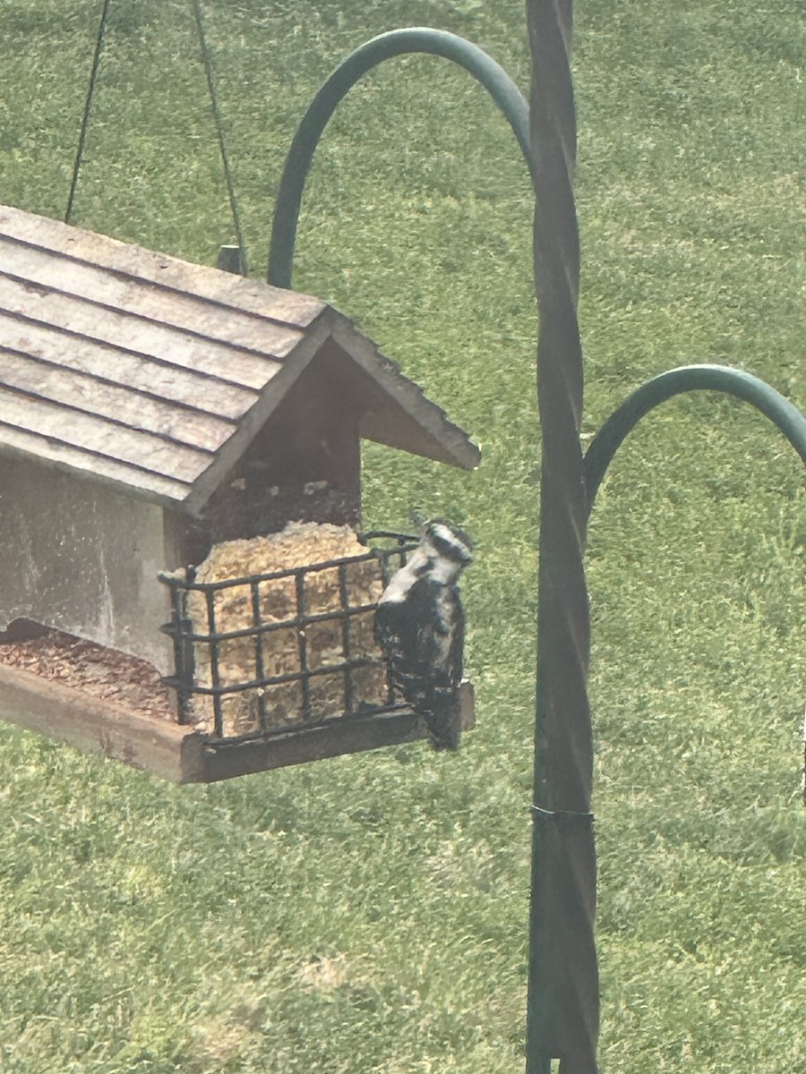 Downy Woodpecker - ML620900752