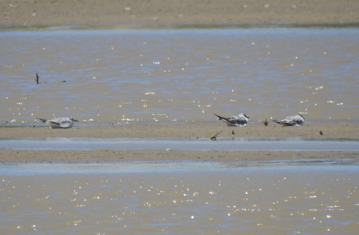 Bonaparte's Gull - ML620900755