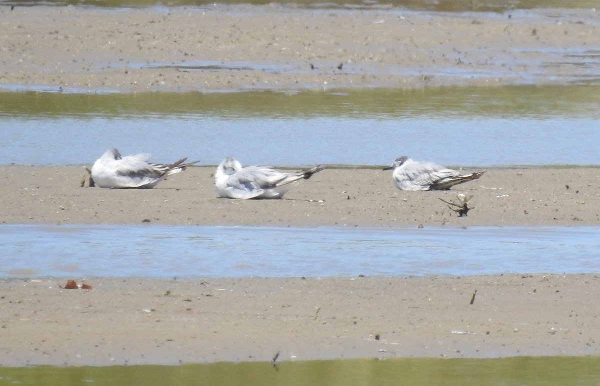 Bonaparte's Gull - ML620900756