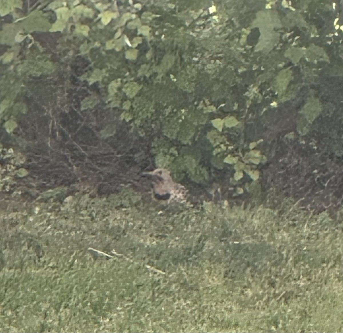 Northern Flicker - ML620900757