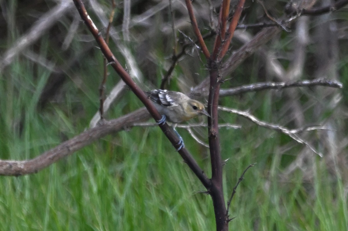 Bullock's Oriole - ML620900759