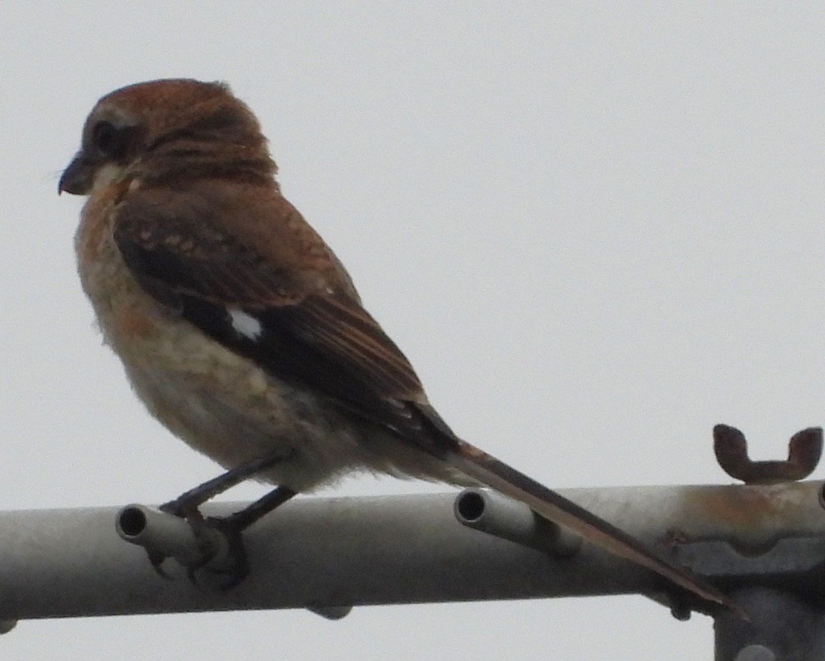 Bull-headed Shrike - ML620900762